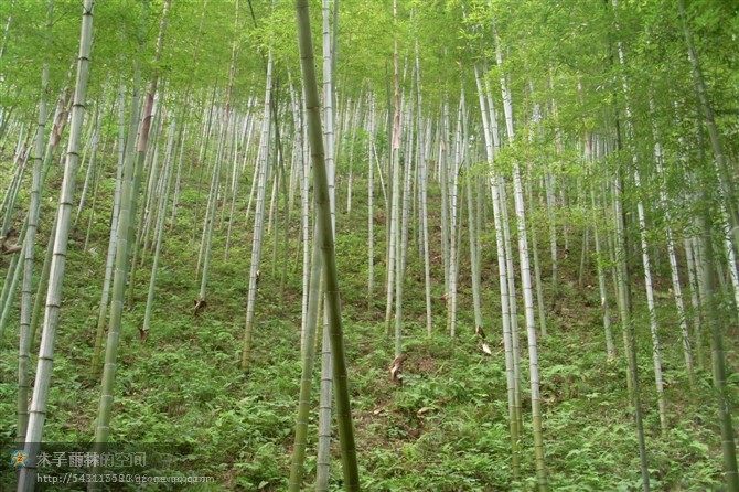 安徽西递、宏村_psuCADRQW7V.jpg