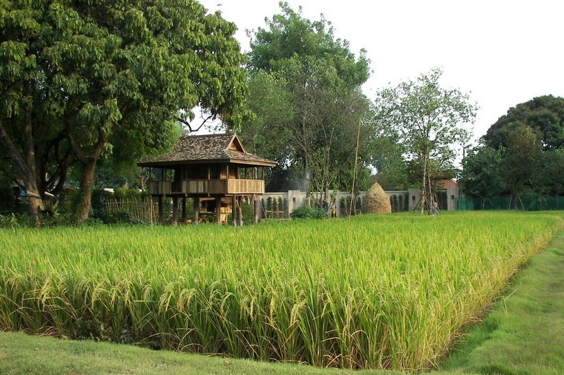 泰国清迈Siripanna别墅度假村_RiceFieldResize.jpg