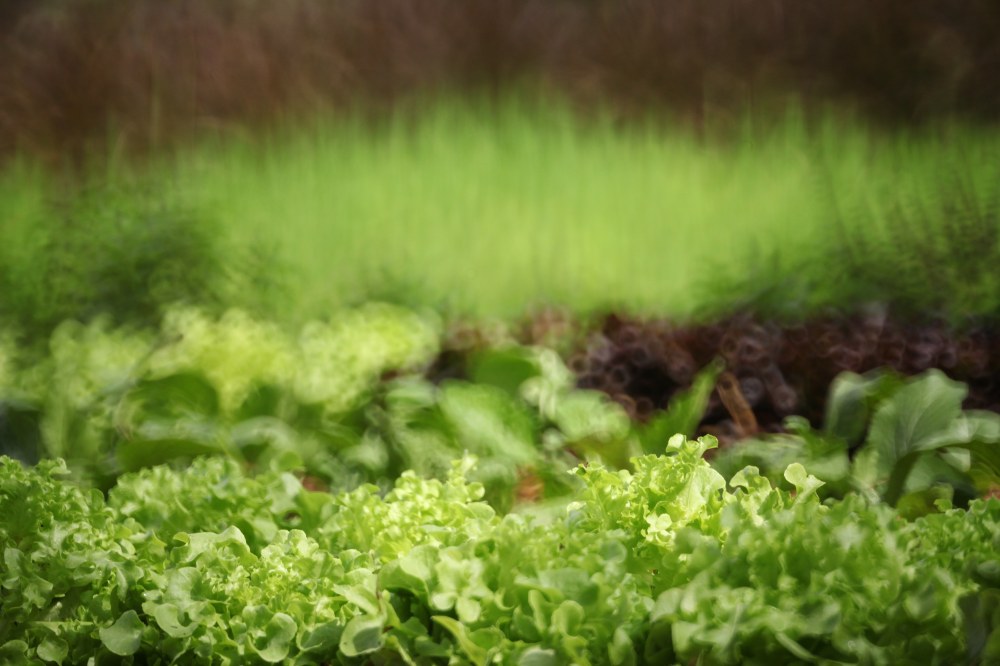 泰国清迈Siripanna别墅度假村_vegetable_field(1).jpg