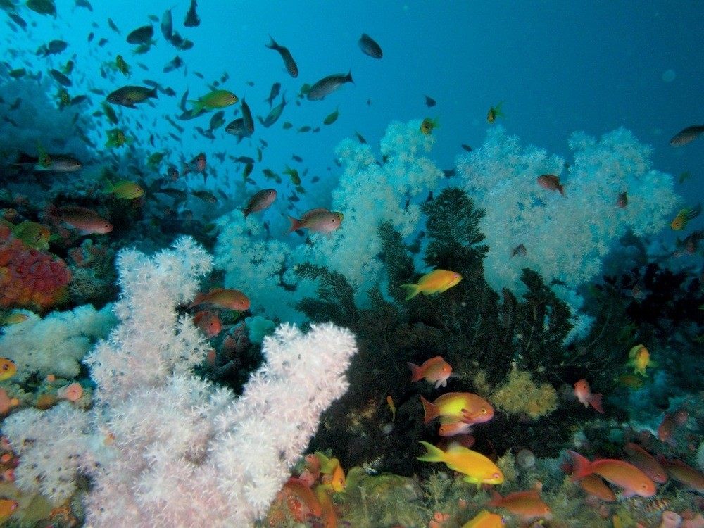 非洲塞舌尔Desroches Island度假村_piclarge24013airport reef - famous for soft corals.jpg