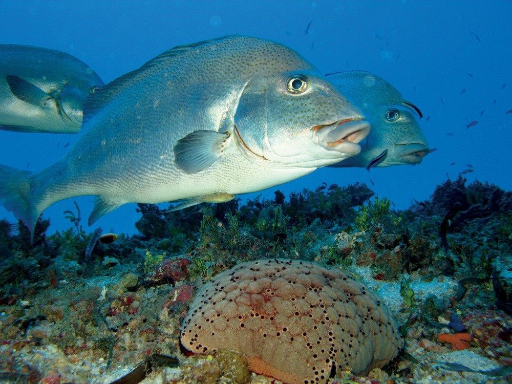 非洲塞舌尔Desroches Island度假村_piclarge24813lemon fish getting cleaned.jpg