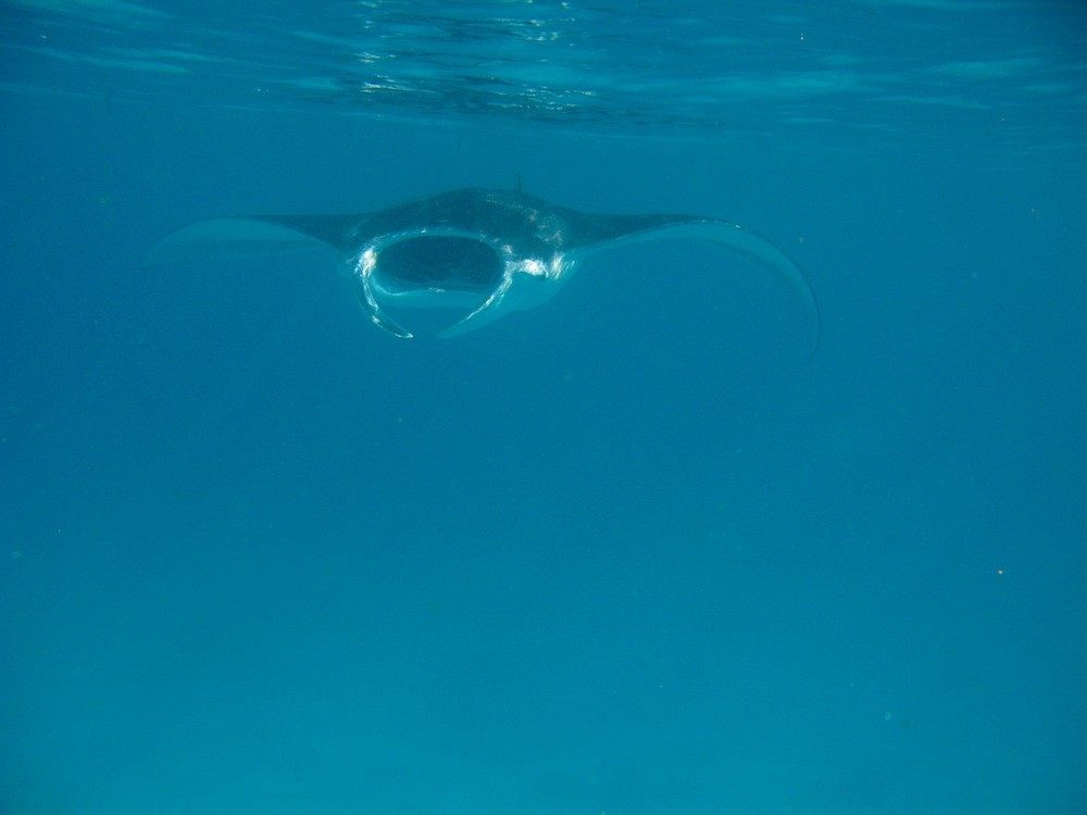 非洲塞舌尔Desroches Island度假村_piclarge24913Manta ray at Poivre.jpg