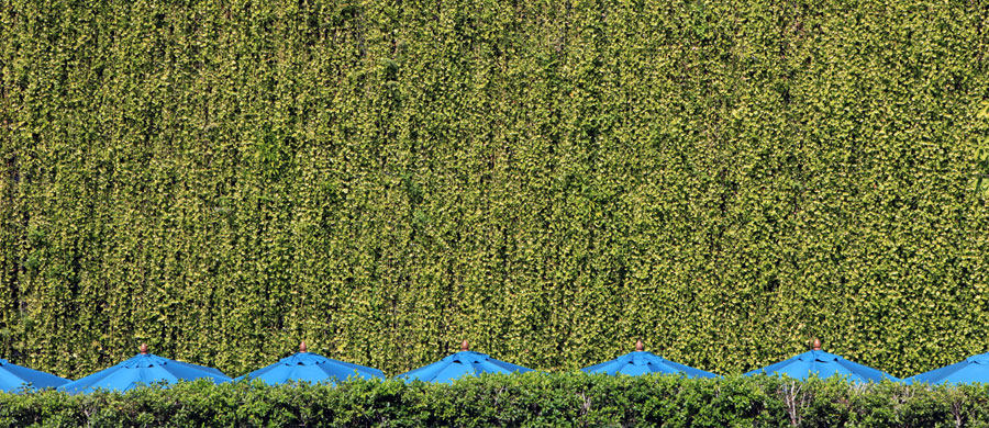 泰国清迈137 Pillars House_137 Pillars House Green Wall.jpg