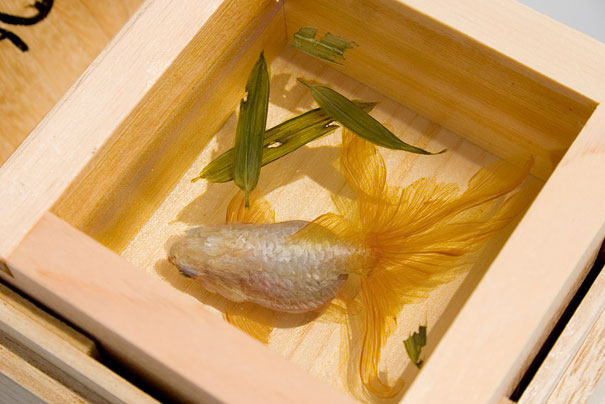 3D-goldfish-paintings-riusuke-fukahori-7.jpg