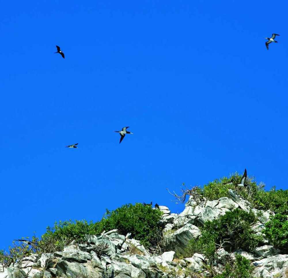 马达加斯加康斯坦茨Tsarabanjina度假村 Constance Lodge Tsarabanjina_phoca_thumb_l_CLTMB-SeaBirds.jpg