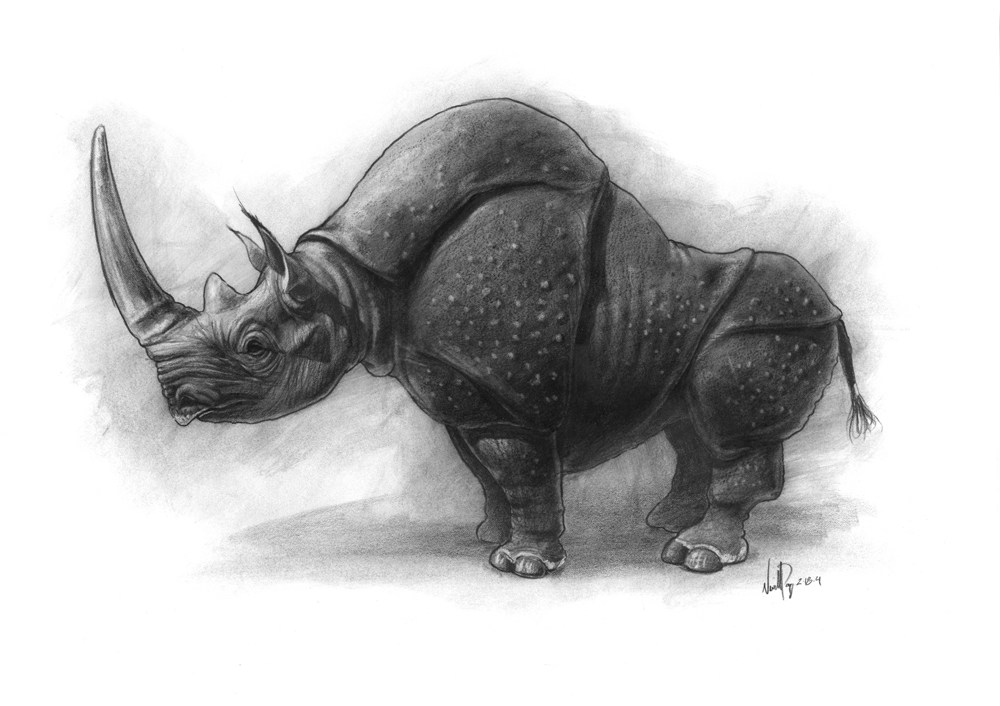rhino 2.jpg