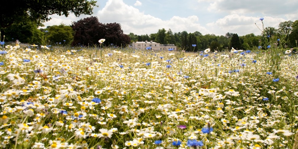 meadow_exterior.jpg