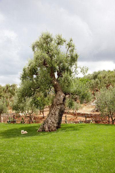 意大利法萨诺Masseria Alchimia渡假酒店_0189.jpg