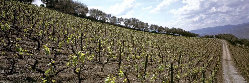 葡萄牙比索达Quinta do Vallado Wine酒店/Francisco Vieira de Campos_0003BD5932AE94.jpg
