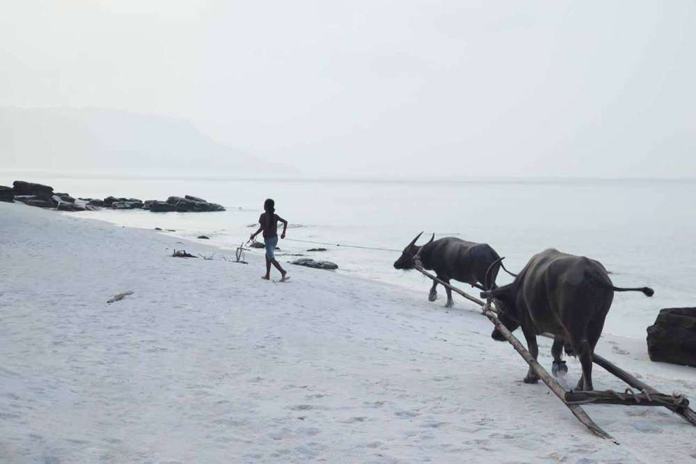 柬埔寨情人岛私人度假村 Song Saa Private Island_girl-with-buffalos-on-koh-rong-beach_8780.jpg