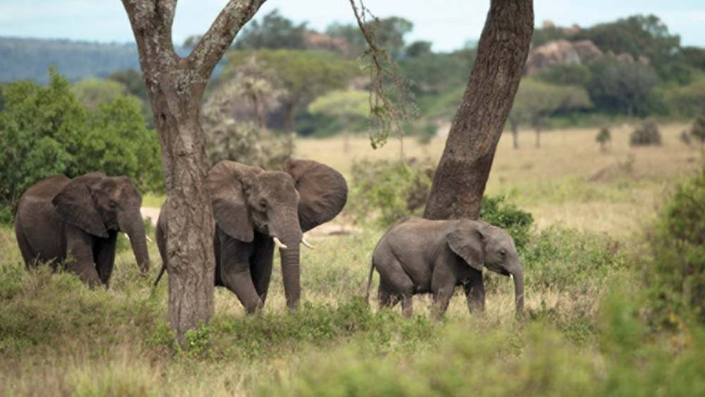 塞伦盖蒂四季游猎原墅酒店 Four Seasons Safari Lodge Serengeti Tanzania_cq5dam.web.1280.720 (3).jpeg