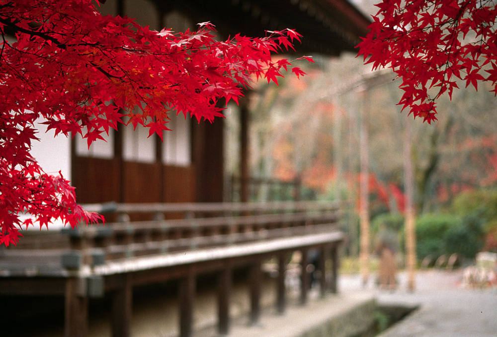 夢回大唐--日本古建築經典攝影鑒賞_天龙寺的红枫.jpg