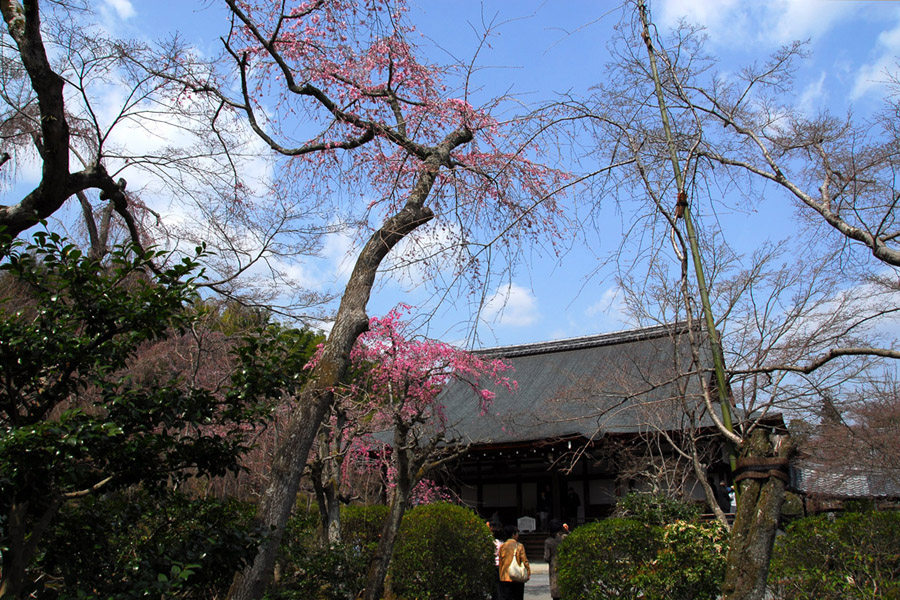 夢回大唐--日本古建築經典攝影鑒賞_由于品种不同，天龙寺的樱花通常较京都其他地区提早开花，而成为赏早樱的知名胜地.jpg.jpg