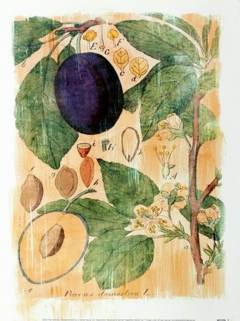 美克美家卡纸画装饰挂画绝对经典第一波花鸟小品人物_mk (70).JPG