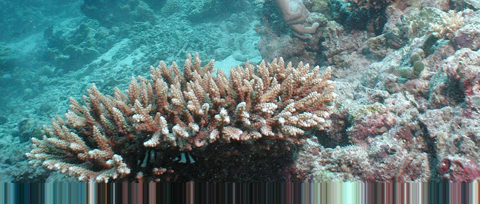 马尔代夫瓦宾法鲁悦榕庄_marine_exploration.jpg