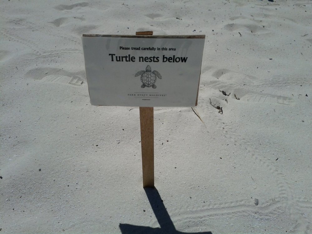 马尔代夫哈达哈岛柏悦酒店Park Hyatt Maldives Hadahaa高清自拍_park-hyatt-maldives-hadahaa-turtle-nest.jpg