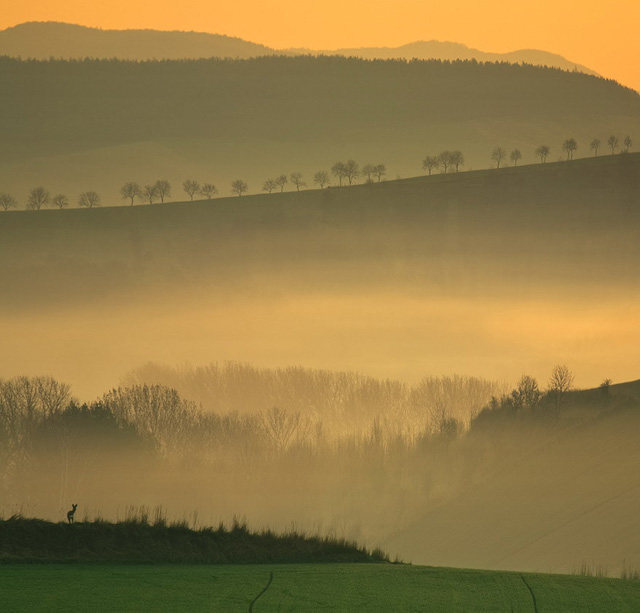 70张精选摄影美图欣赏_清晨的森林，你发现图片中的亮点了吗？摄影：Krzysztof Browko.jpg