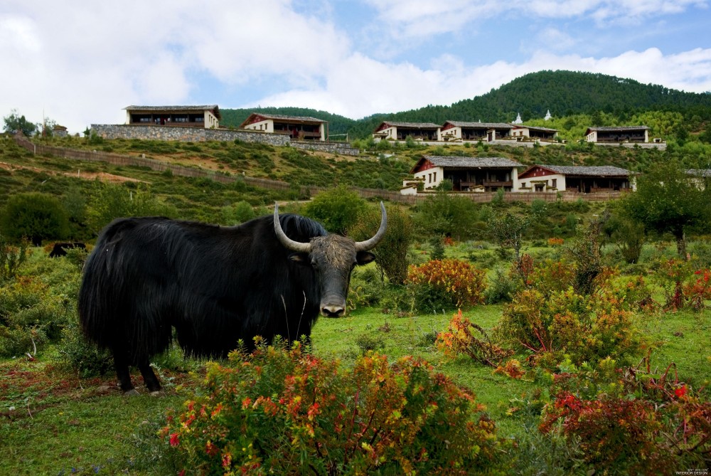 【HD】香格里拉仁安悦榕庄 Banyan Tree Ringha官方高清摄影_exterior view-yak.jpg