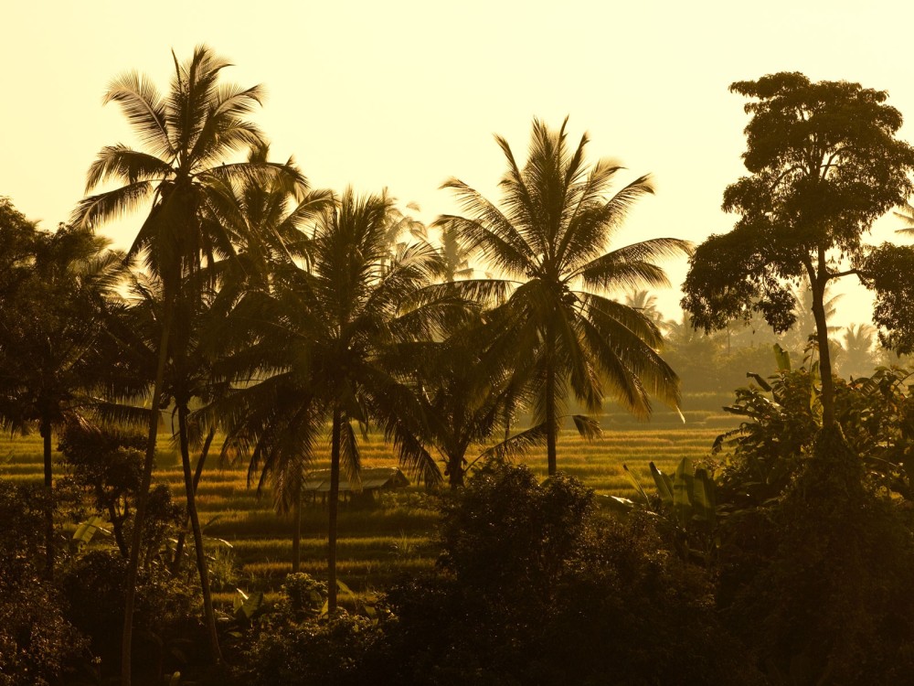 巴厘岛乌布科莫乌玛酒店 Uma by COMO, Ubud_umaubud_bkg_rice_field.jpg