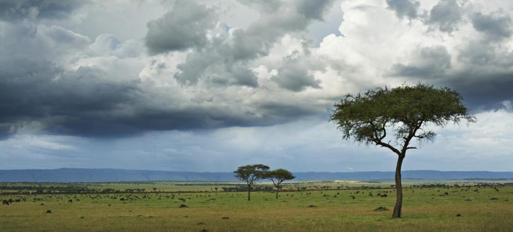 坦桑尼亚SINGITA马拉河帐篷营地 Singita Mara River Tented Camp_gallery-wildlife-marariver-gallery-1.jpg