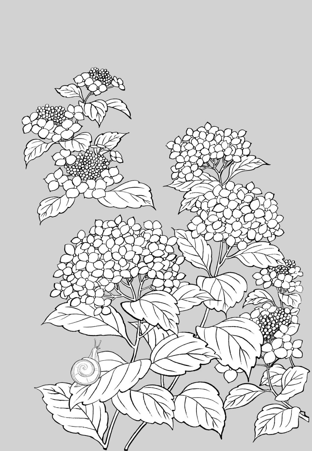 插画-日式植物_20071213055074391.jpg