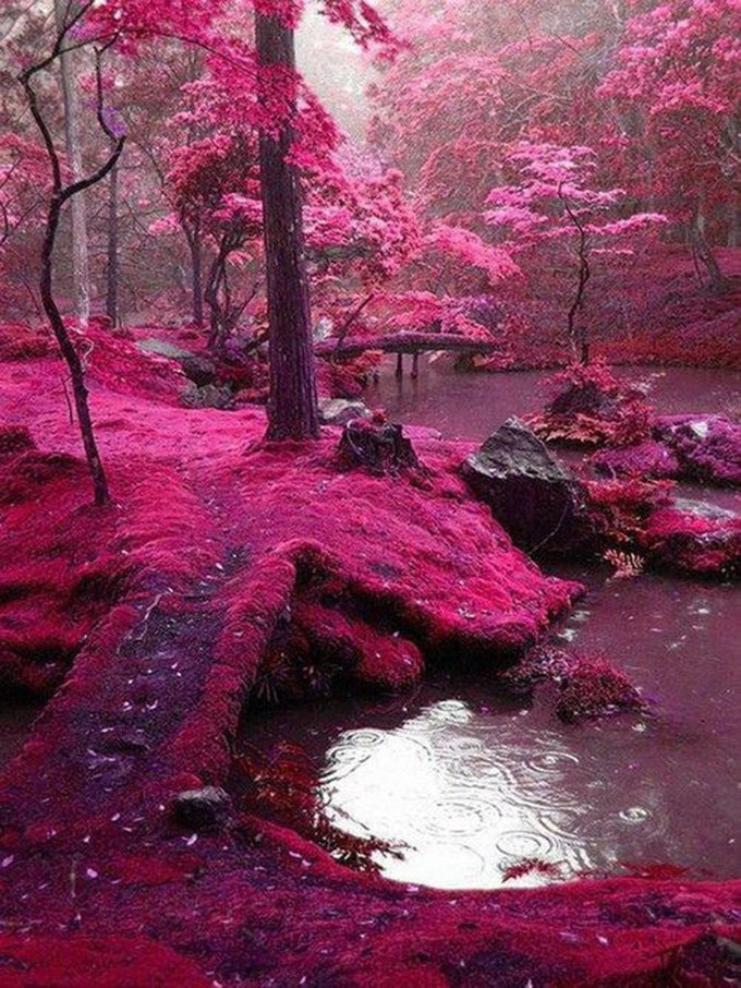 世界各地的景观和风景_The garden of Saiho Ji in Kyoto, Japan_(1).jpg