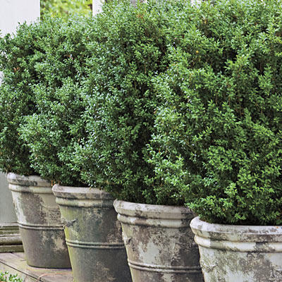 american-boxwoods-l.jpg