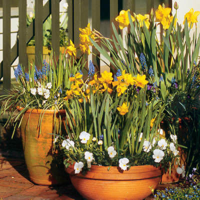 dutch-master-daffodils-l.jpg
