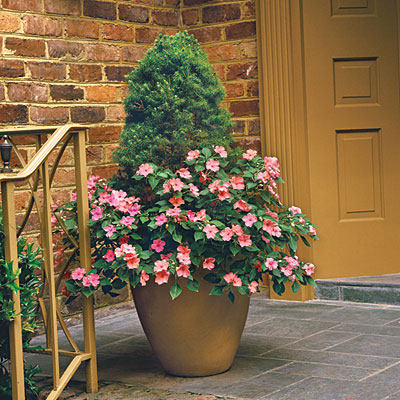 evergreen-potted-l.jpg