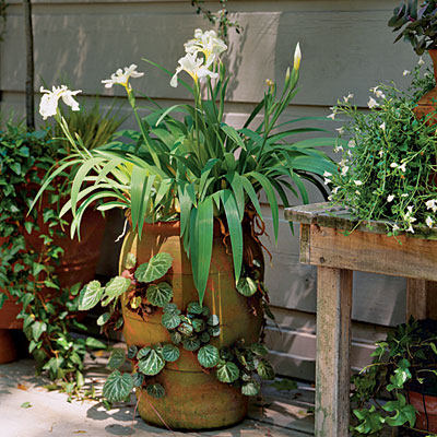 iris-potted-l.jpg