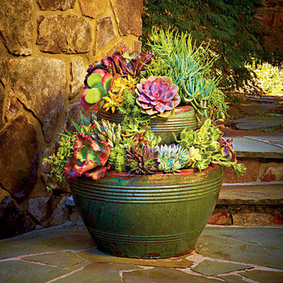 kalanchoe-sedum-echeveria-succulent-container-l.jpg