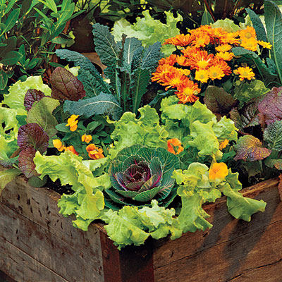 lettuce-grow-container-garden-l.jpg