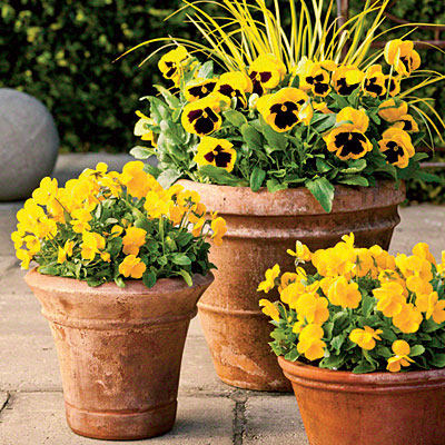 matrix-yellow-biotch-pansies-sweet-flag-violas-l.jpg