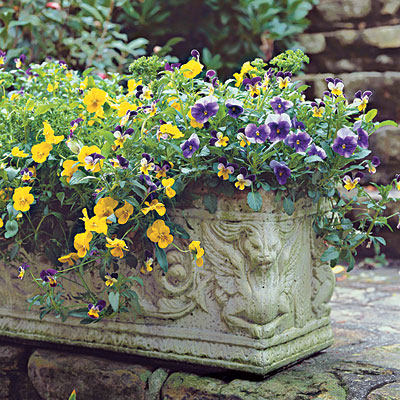 pansy-container-l.jpg
