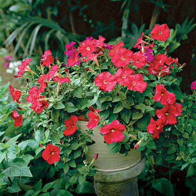 petunia-container-l.jpg