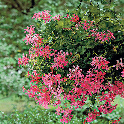 pink-hanging-pot-l.jpg