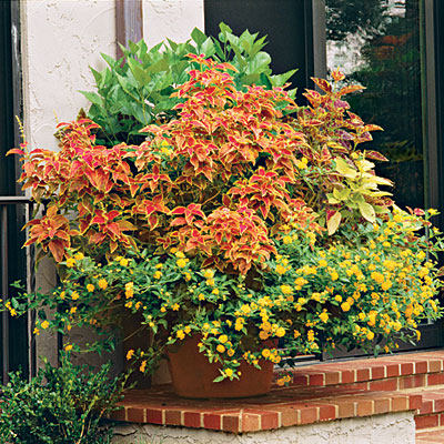 potted-lantana-l.jpg