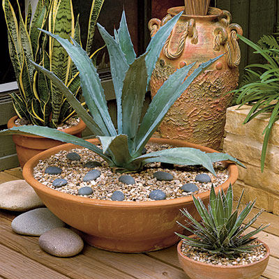 succulent-bowl-l.jpg