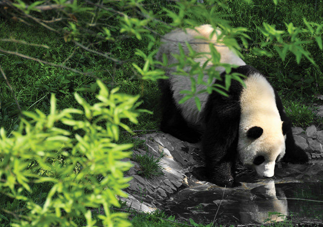 青城山Six Senses Qing Cheng Mountain_Dujiangyan Field Research Center for Giant Pandas.jpg