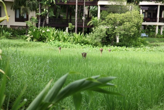 泰国清迈四季酒店Four Seasons Chiang Mai 实景照片588张_IMG_5757.JPG