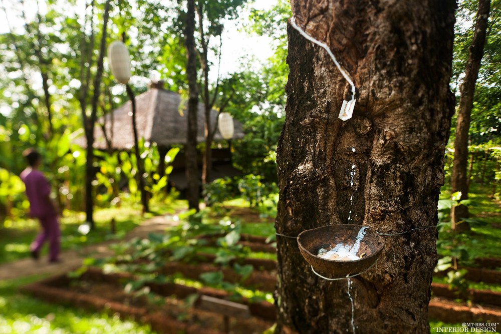 普吉岛第六感瑶诺度假村 Six Senses Yao Noi Beyond Phuket_39557291-H1-Rubber_Tree.jpg