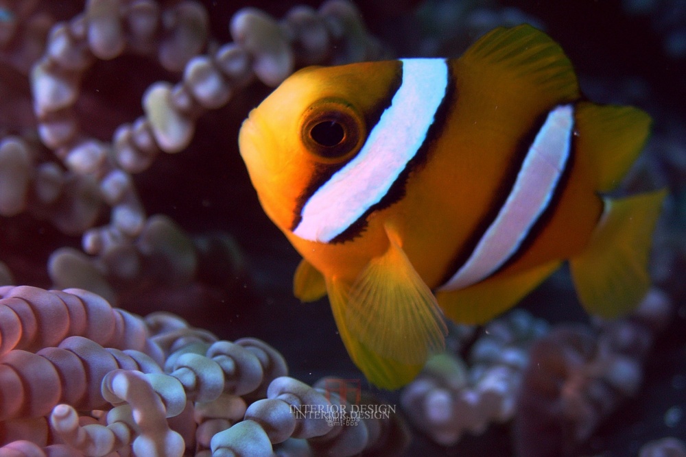 泰国皮皮岛假日酒店 Holiday Inn Resort Phi(HD版)_@MT-BBS_33085797-H1-FEATR_RECR_02.JPG