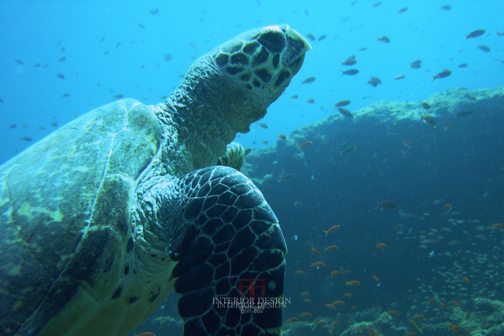 泰国皮皮岛假日酒店 Holiday Inn Resort Phi(HD版)_@MT-BBS_33085805-H1-FEATR_RECR_03.JPG