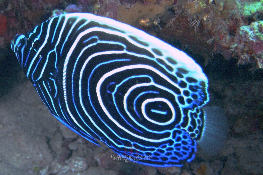 泰国皮皮岛假日酒店 Holiday Inn Resort Phi(HD版)_@MT-BBS_33085820-H1-FEATR_RECR_05.JPG