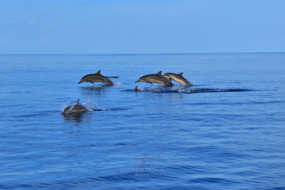 马尔代夫微拉瓦鲁悦椿度假村 Angsana Velavaru Maldives_41892125-H1-Angsana_Velavaru_Dolphin_Cruise_9271.jpg