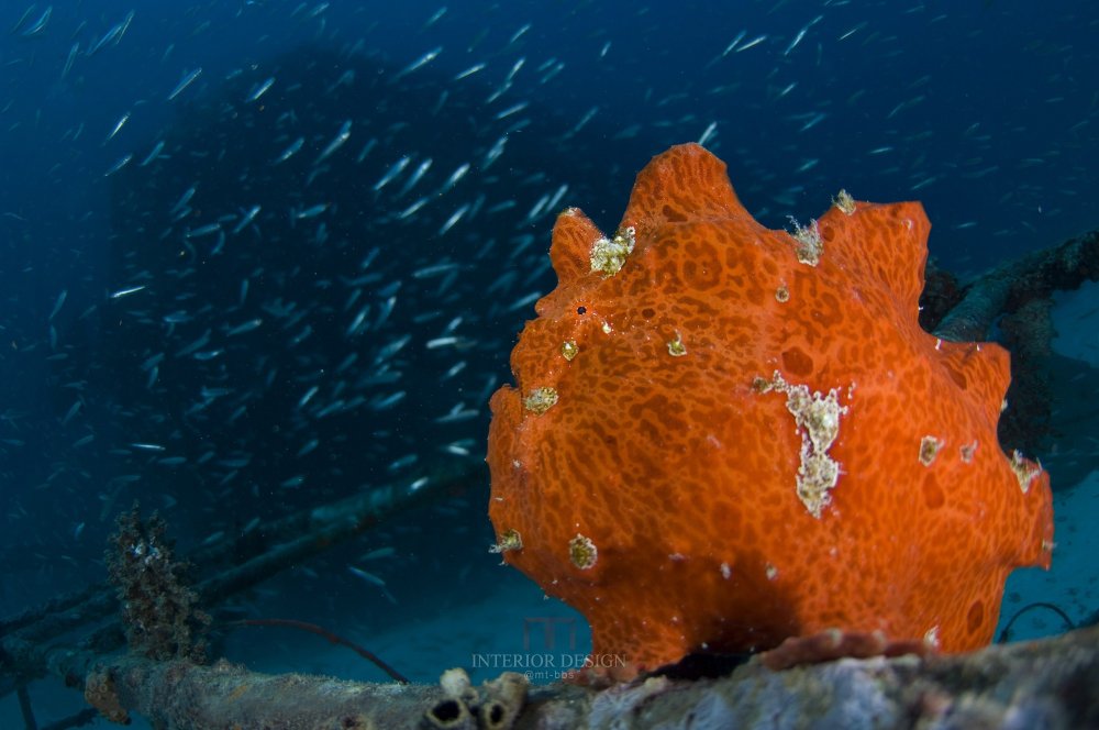 马尔代夫伊瑚鲁悦椿度假村(官方摄影) Angsana Ihuru Maldives_52324841-H1-_JPI8323DI.jpg