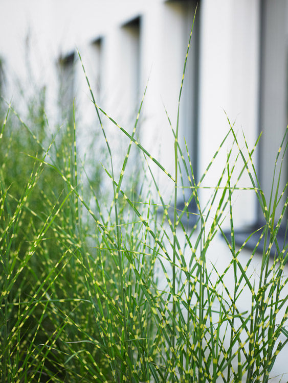 17_courtyard-2-planting-detail_¸-atelier2.jpg