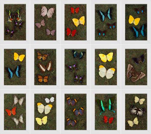 NATURAL CURIOSITIES美国洛杉矶一个画店_Butterfly Landscapes.jpg