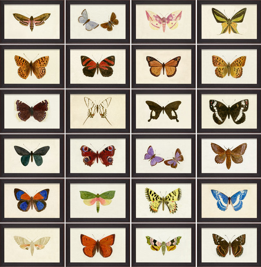 NATURAL CURIOSITIES美国洛杉矶一个画店_Hubbard Butterflies, 8 x 5.jpg