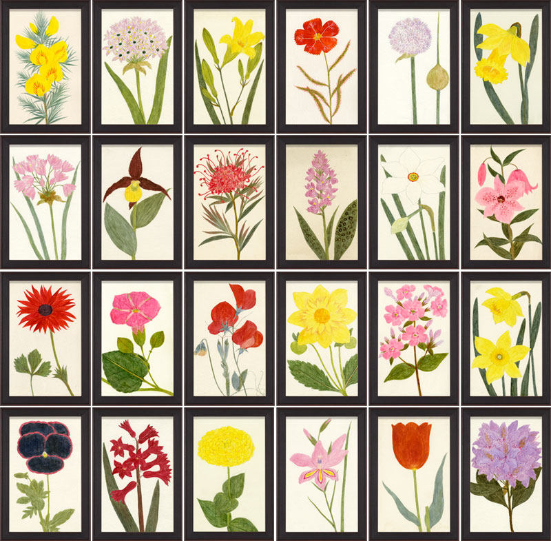 NATURAL CURIOSITIES美国洛杉矶一个画店_Hubbard Flowers, 5 x 8 complete set.jpg